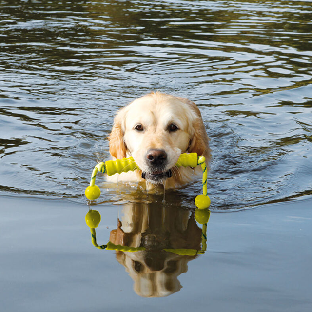 Dog Activity Mot-Long Lime