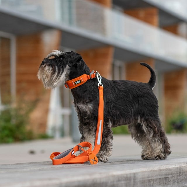 Urban Trail Leash Hundekobbel 3.0 - Orange Sun