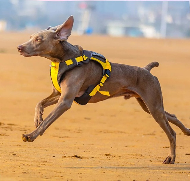 Safe-Walk Backpack Harness - Gull