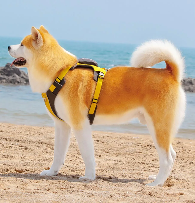Safe-Walk Backpack Harness - Gull