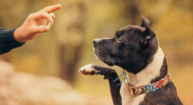 Beste belønningsgodbitene for hundetrening – hva bør du velge?