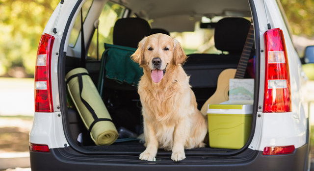 Pakkeliste for hundeeiere – alt du trenger på reisen