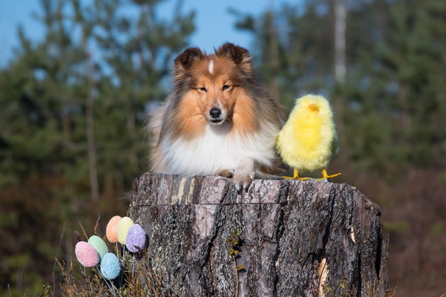 Feire påske med hunden