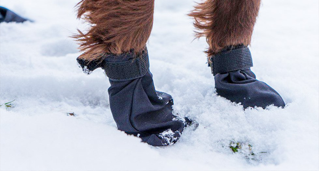 Hvorfor hundesko kan være et alternativ for hunden din