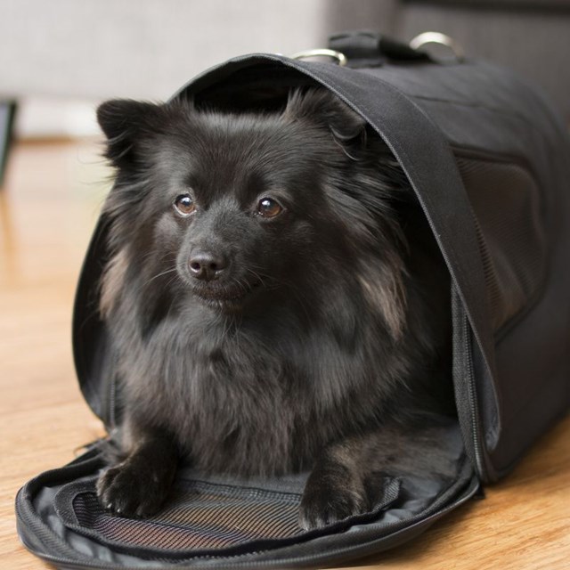 Dogman Bæreveske Snobben opptil 7 kg - Svart