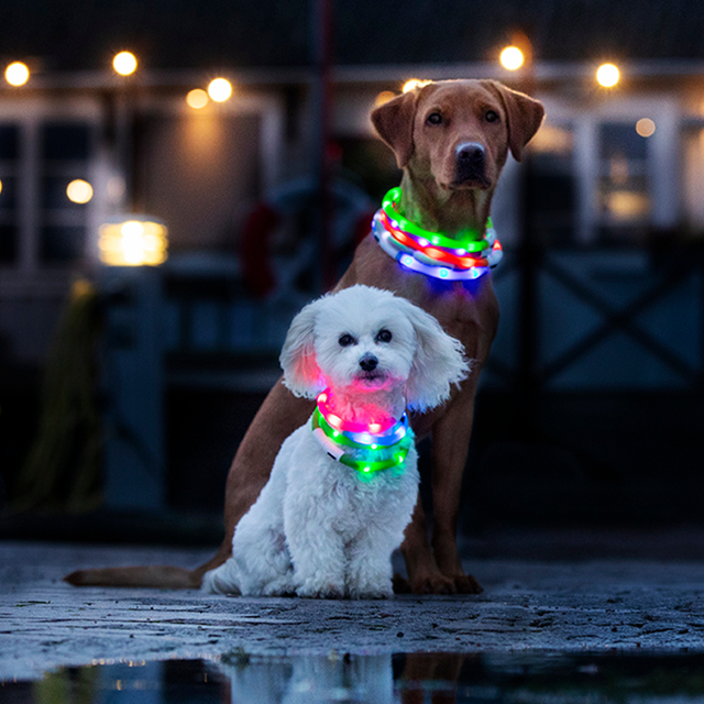 Dogman LED Halsbånd Oransje
