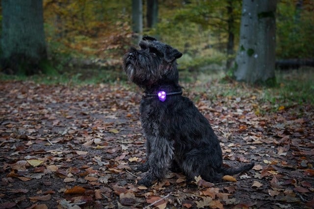 Dogman Basic LED Lampe Blå