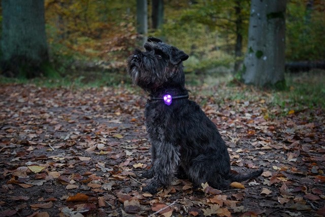 Dogman Basic LED Lampe Blå
