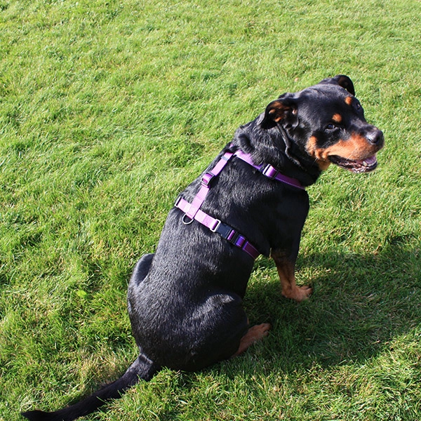 Dogman Hundesele Iris - Rosa