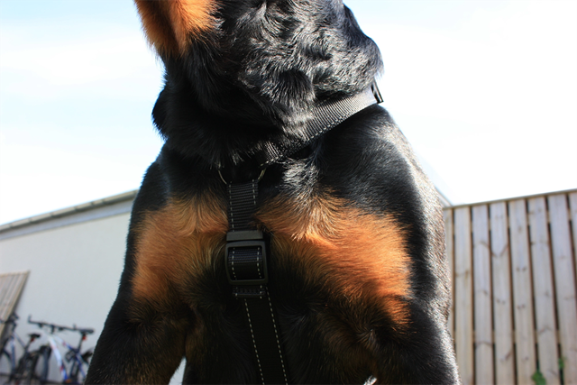 Dogman Hundesele Iris - Svart