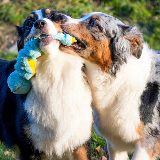 Dogman Leketøy Stretch Turkis