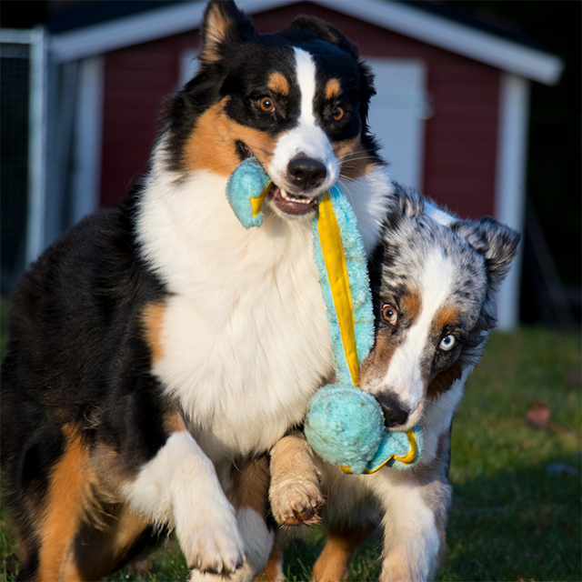Dogman Leketøy Stretch Turkis