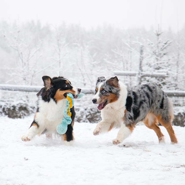 Dogman Leketøy Stretch Turkis