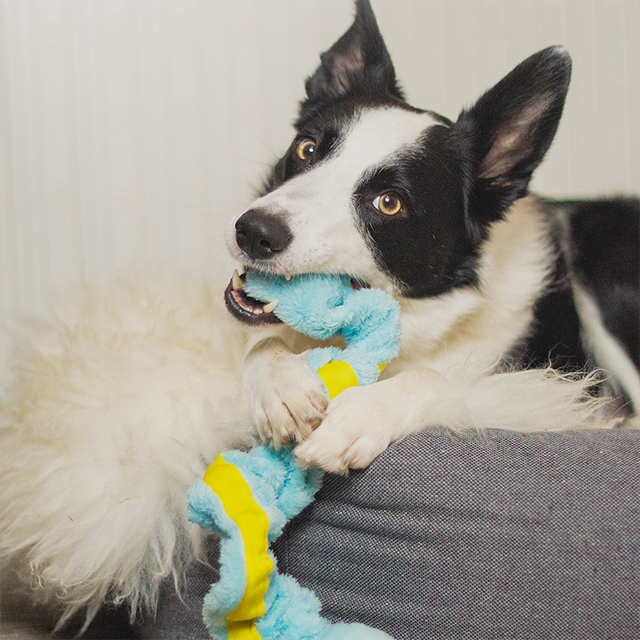 Dogman Leketøy Stretch Turkis