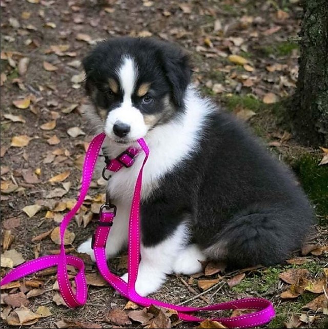 Dogman Nylonkobbel Iris - Rosa