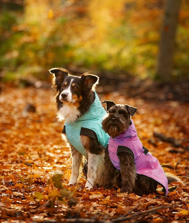 Dogman Regndekken Aqua Rosa