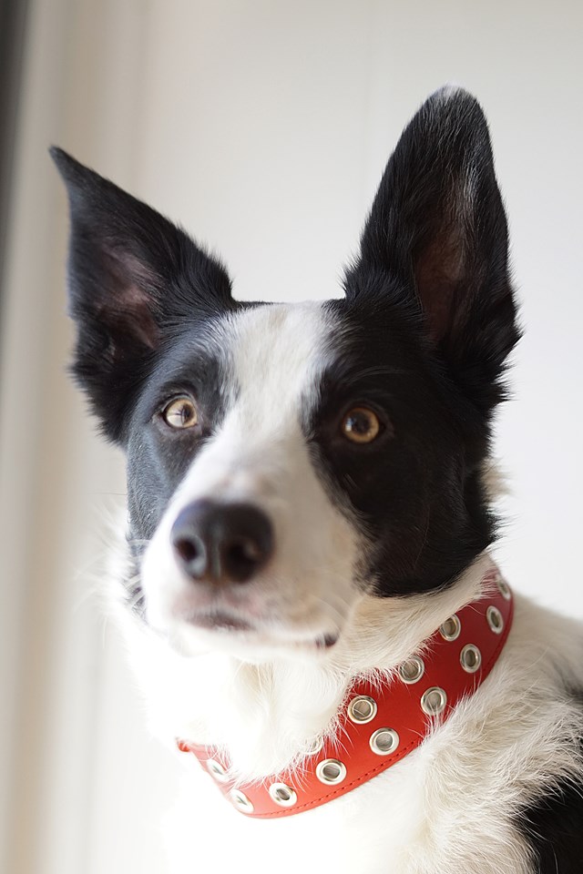 ROCK Red - Lærhalsbånd