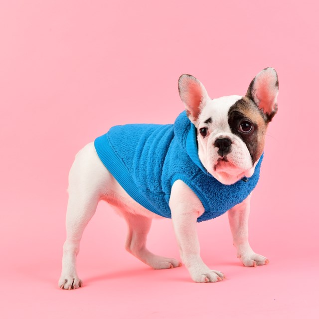 Willa Hundegenser - Aqua