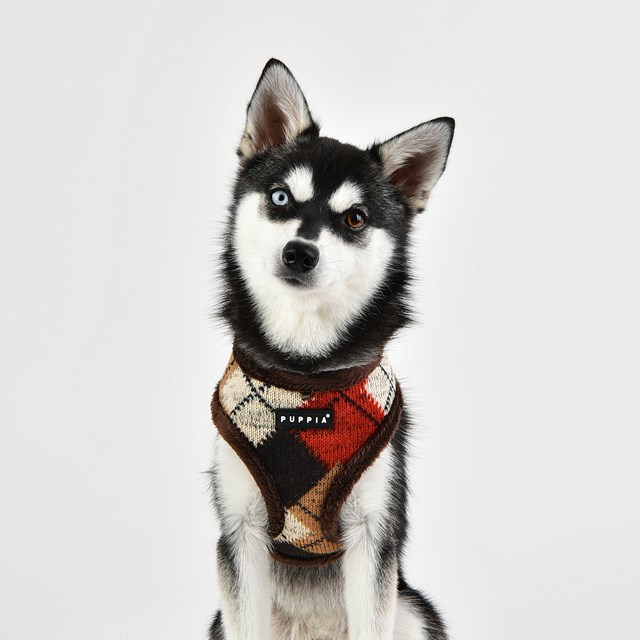 Jolly Brown - Fôret Hundesele