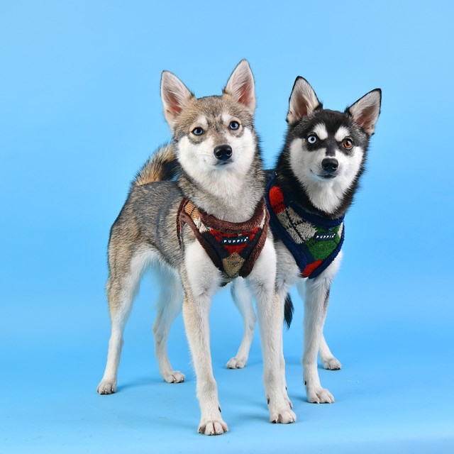 Jolly Brown - Fôret Hundesele