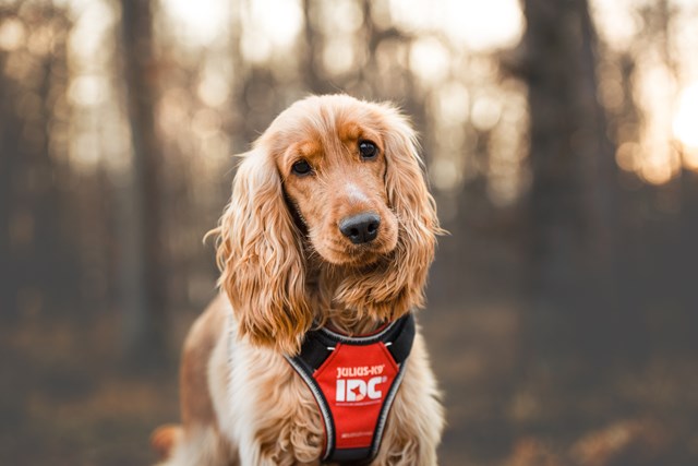 K9 IDC Longwalk Rød/Grå