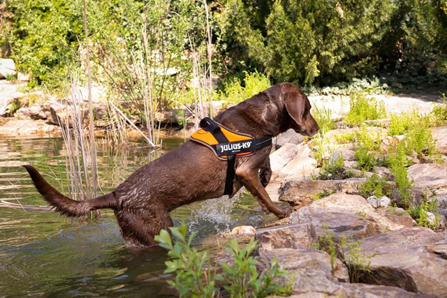 K9 Powair Sele Oransje