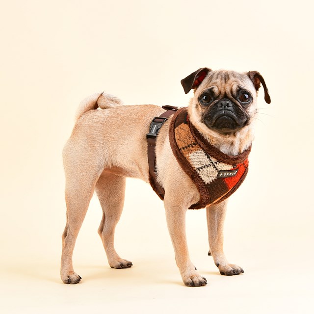 Jolly Brown - Fôret Hundesele