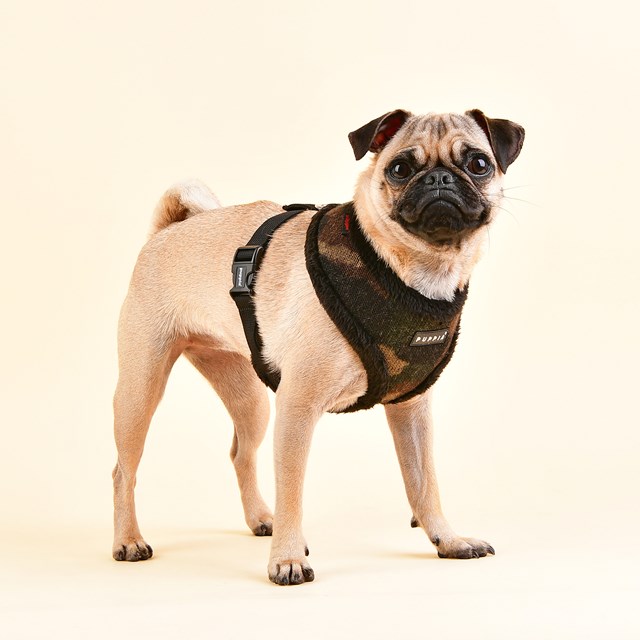 Colonel Black - Fôret Hundesele