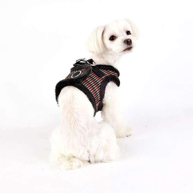 Elliott Grey - Fôret Hundesele