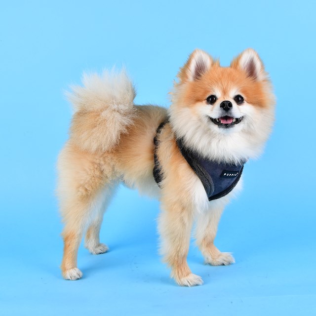 TERRY Grey - Fôret Hundesele