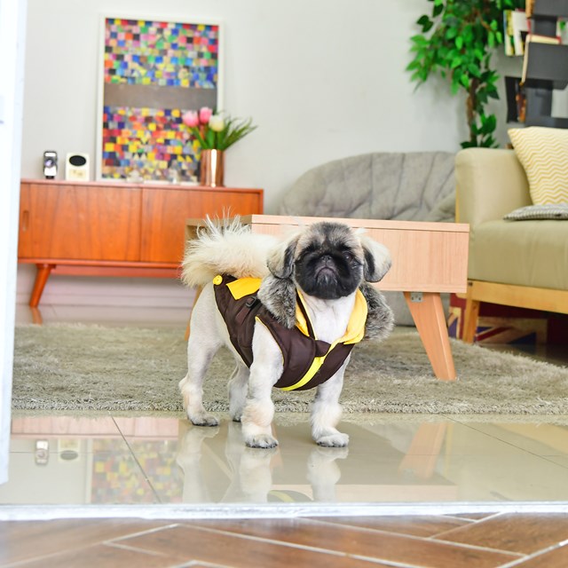 Orson Brown/Yellow - Hundedekken med Lue og Integrert Sele