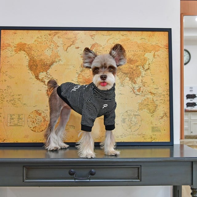 Back To School Black - Hundegenser