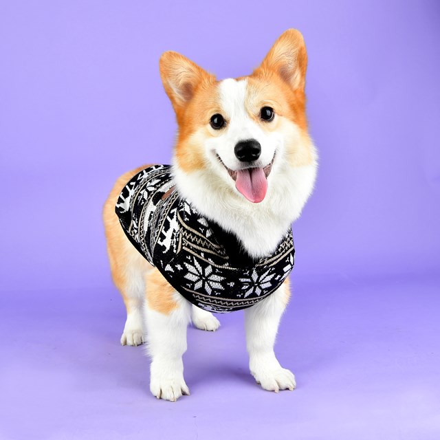 PRANCER - Strikket Hundegenser Med Lue