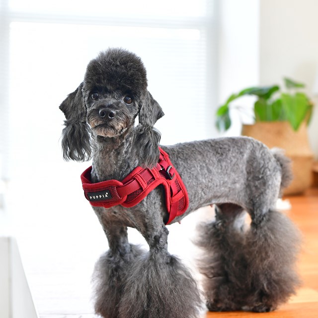 Puppytooth X Wine - Step-in Hundesele