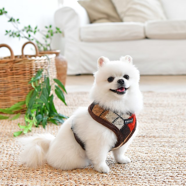 Jolly Brown - Fôret Hundesele