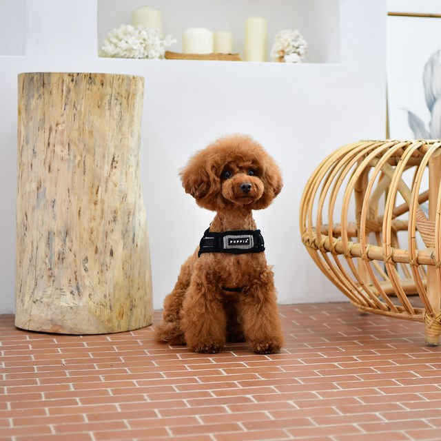 Puppytooth X Black - Step-In Hundesele