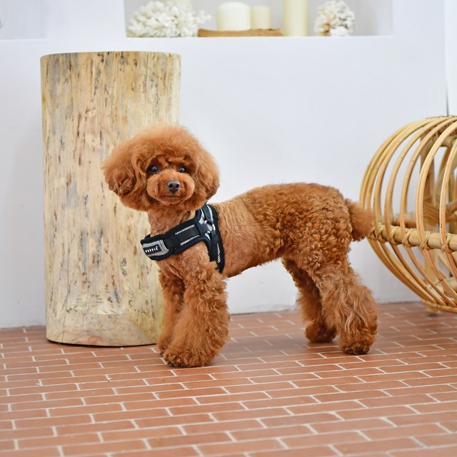 Puppytooth X Black - Step-In Hundesele