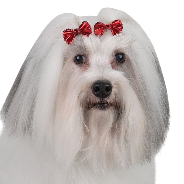 Aria Natale Dog Bow