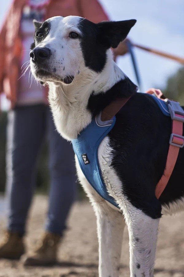 Weekend Warrior Varmende EKO Sele - Blåbær