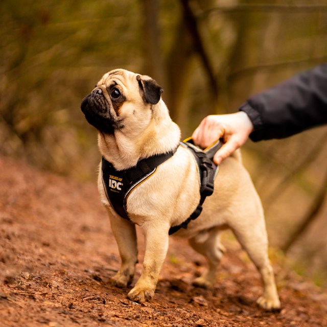 K9 IDC Longwalk Svart/Grå