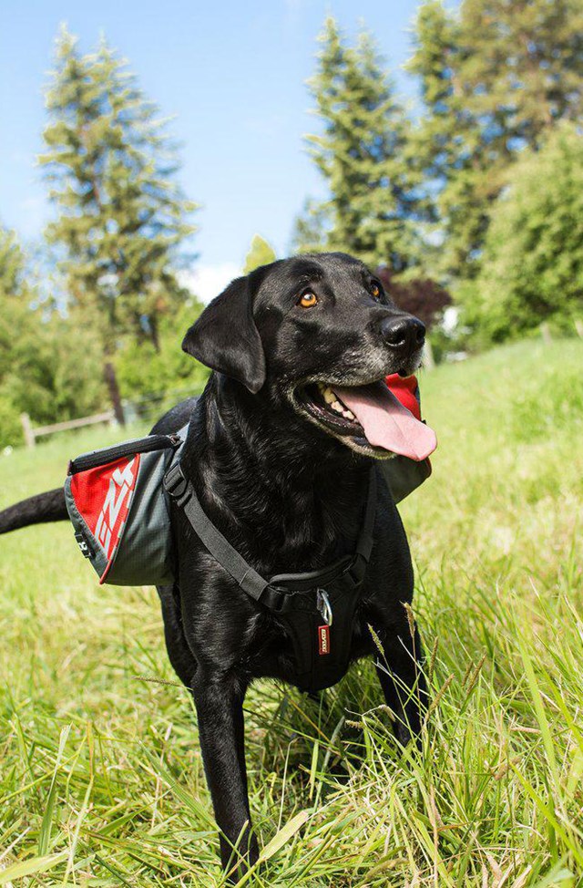 Summit Backpack - HUNDEKLØV