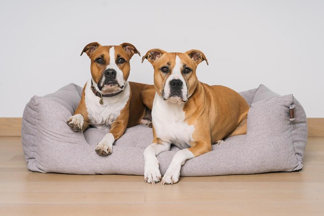 Fantail Snooze Ortopedisk Hundeseng - Nut Grey