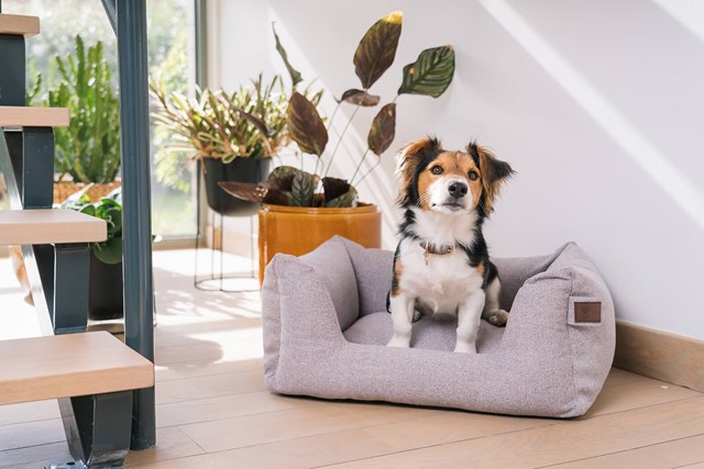 Fantail Snooze Ortopedisk Hundeseng - Nut Grey