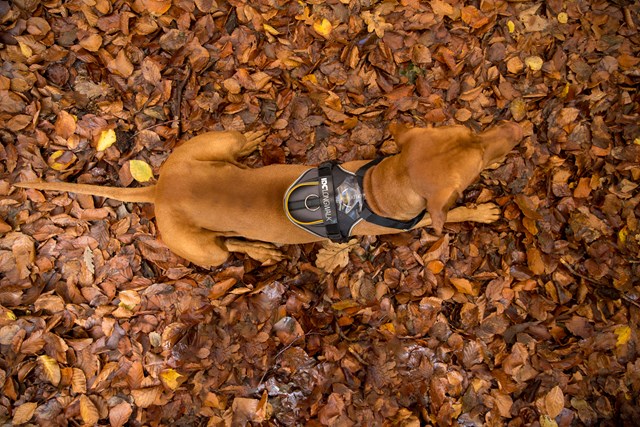 K9 IDC Longwalk Svart/Grå