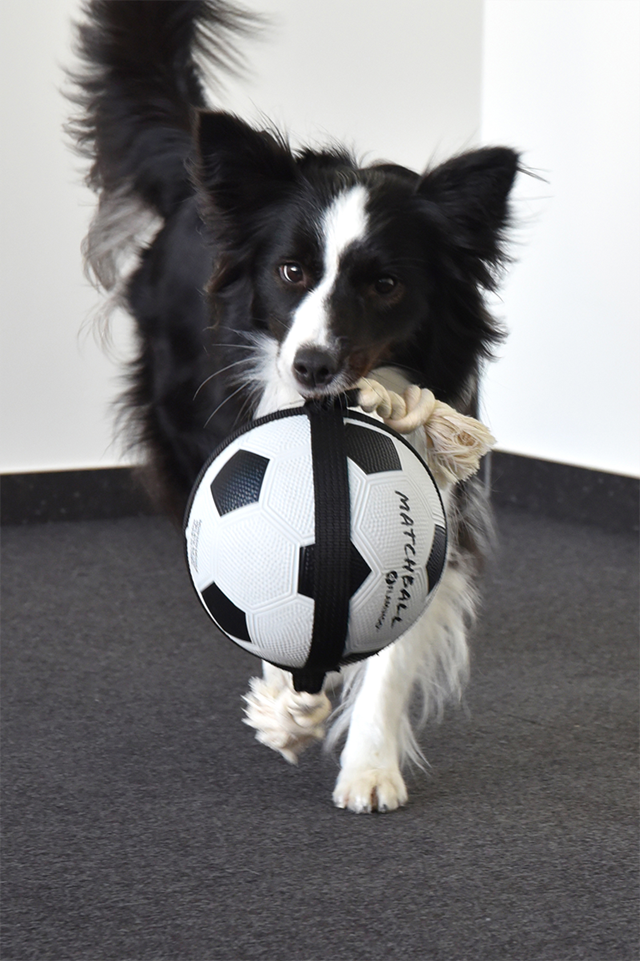 Actionball Fotball med Tau