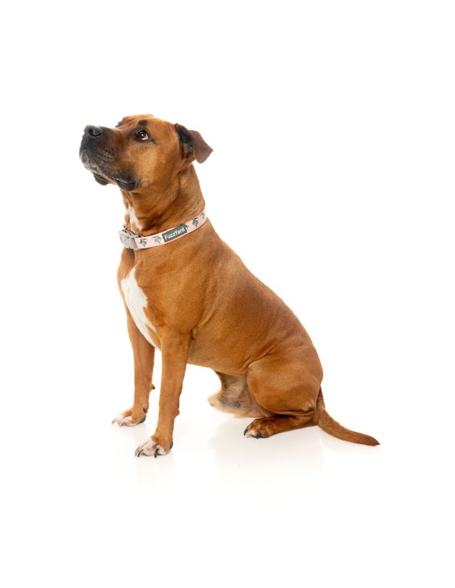 LL COOL JAW$ - Hundehalsbånd