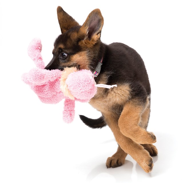 Myk Hundeleke - Scrachette the Flea Pink