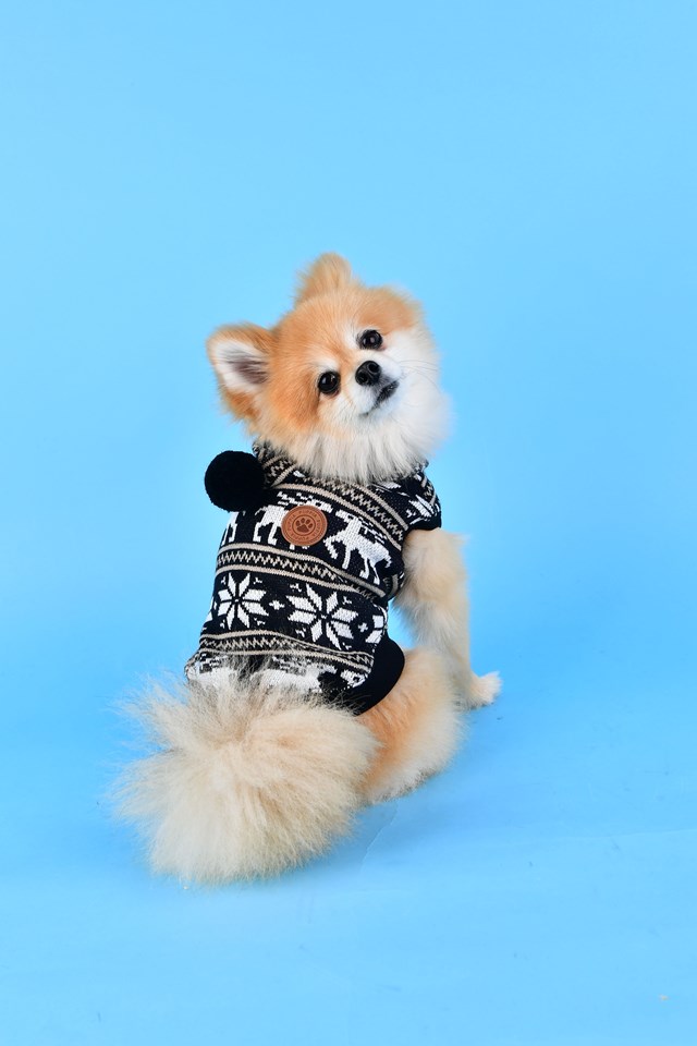 PRANCER - Strikket Hundegenser Med Lue