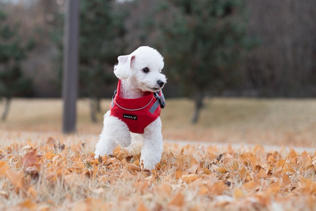Teton - Regndekken med Refleks