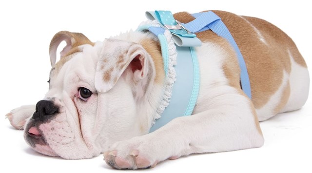 Midnight Party Sele + Kobbel